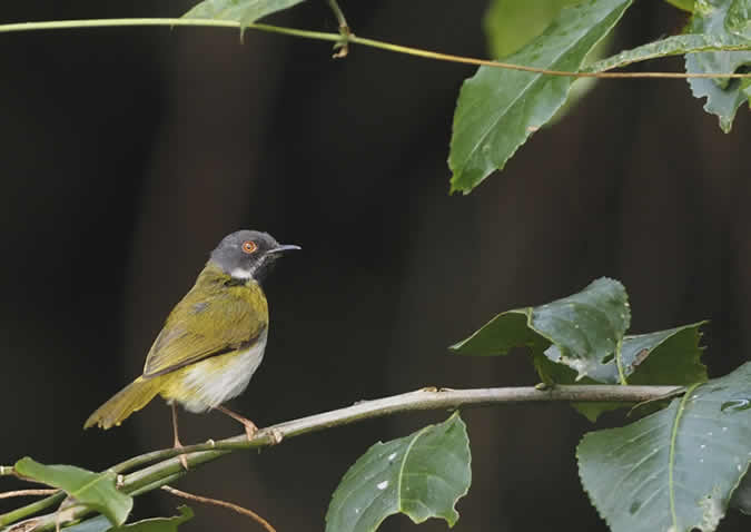 bwindi impenetrable forest birds