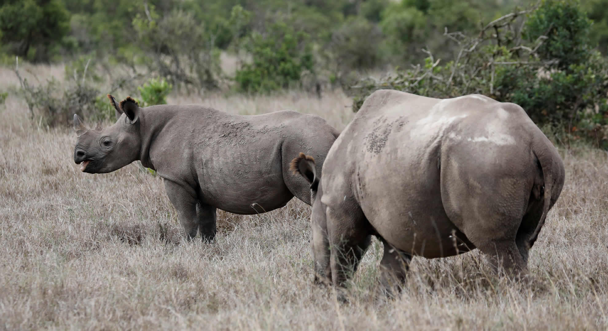 meru national park