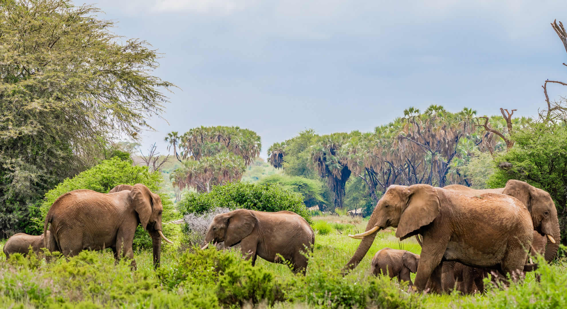 samburu national reserve