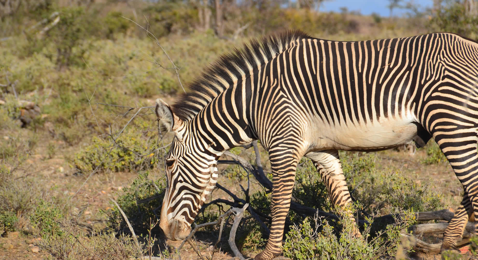 samburu national reserve