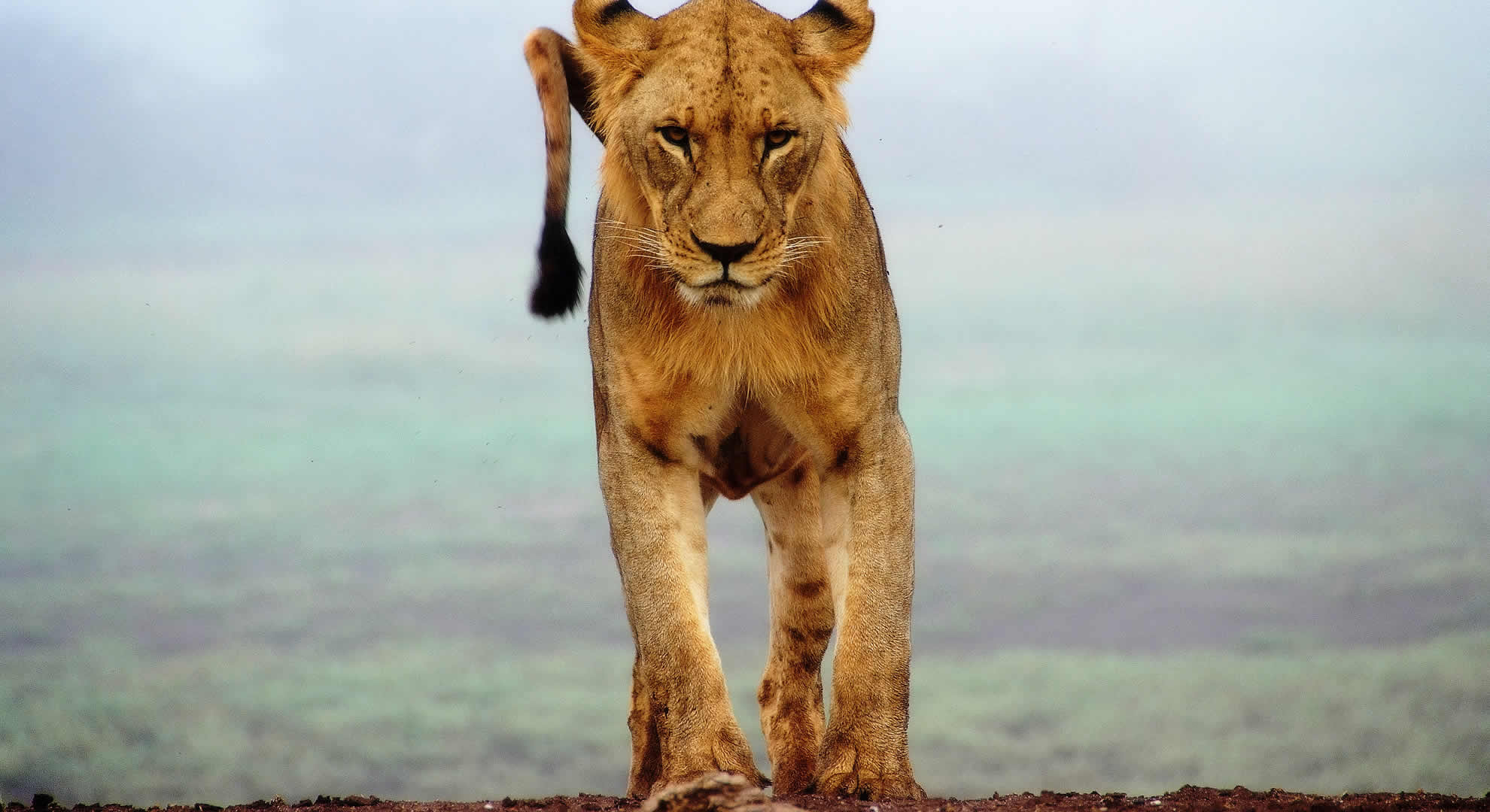 tsavo west national park