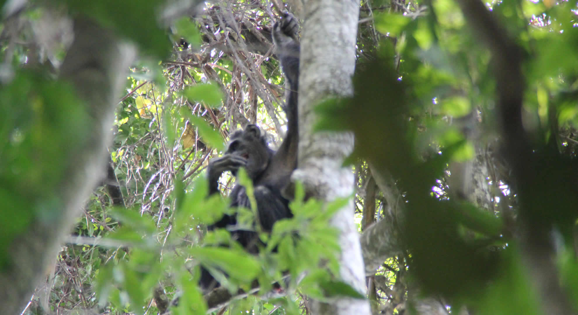 gishwati mukura national park