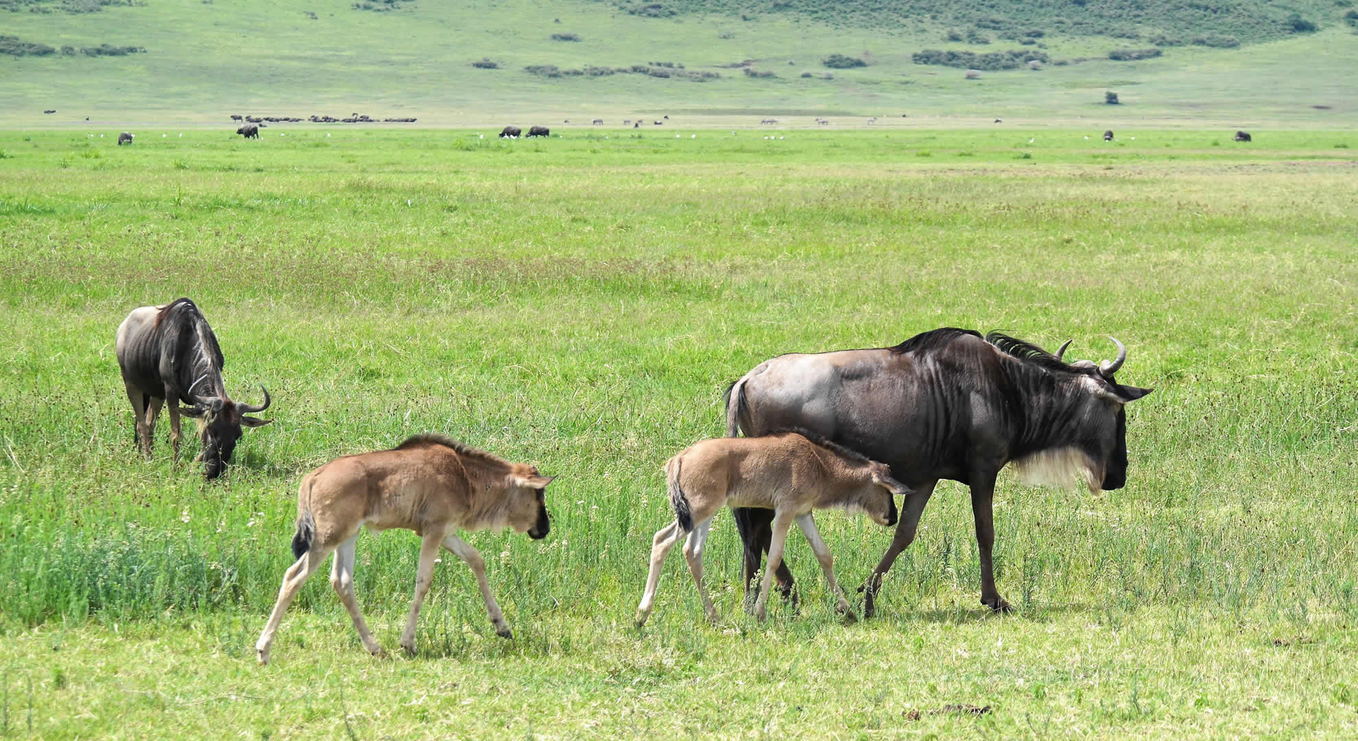 arusha national park