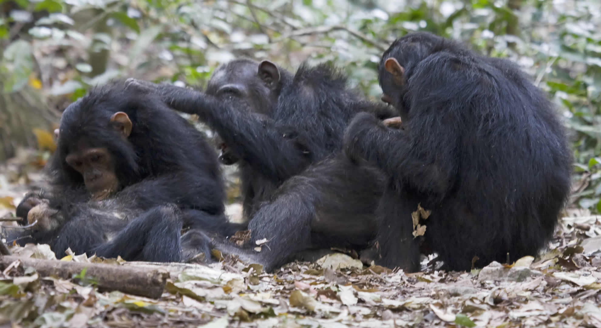 gombe national park