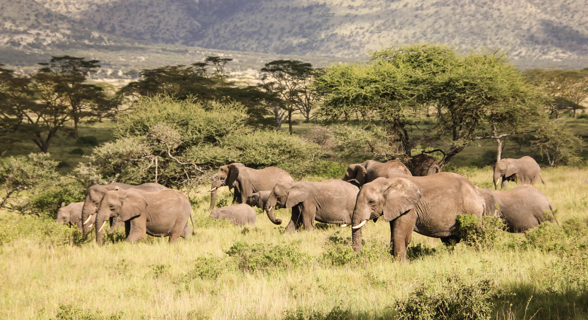 mikumi national park