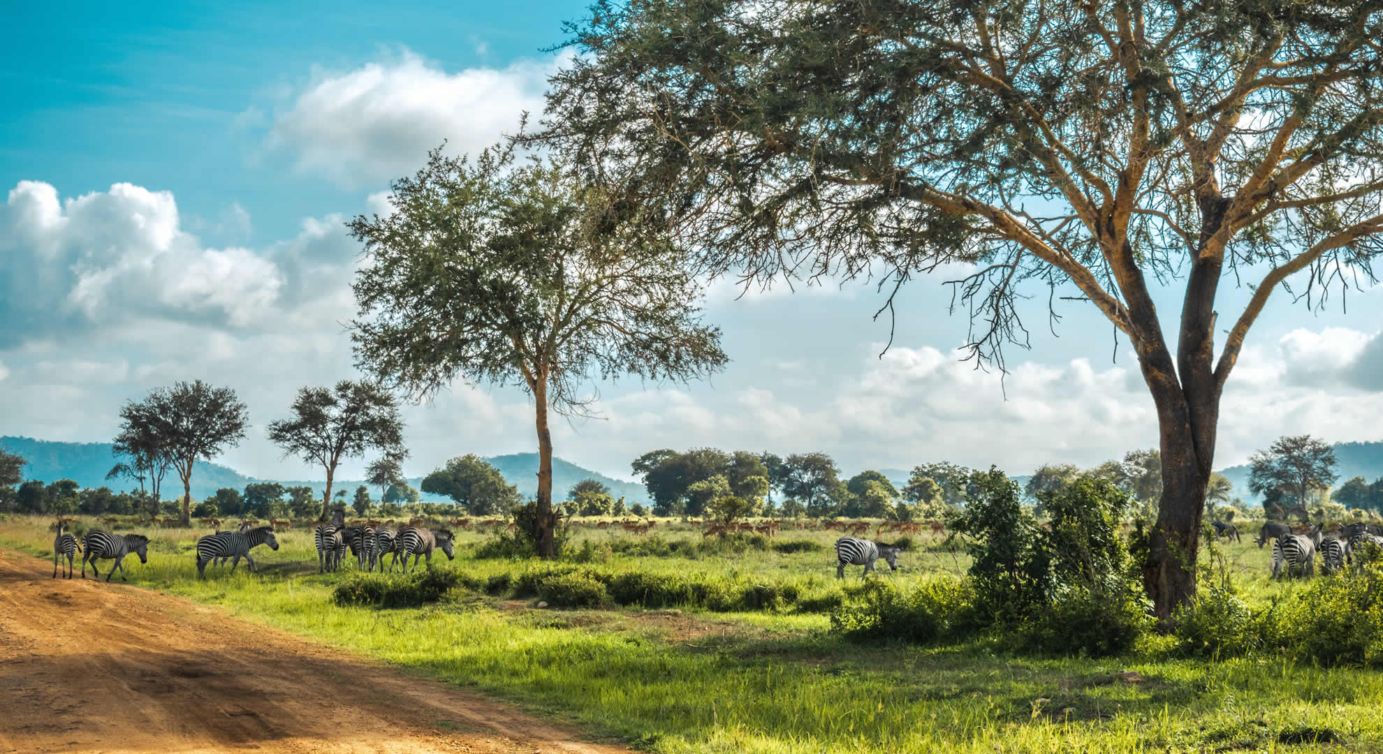 mikumi national park