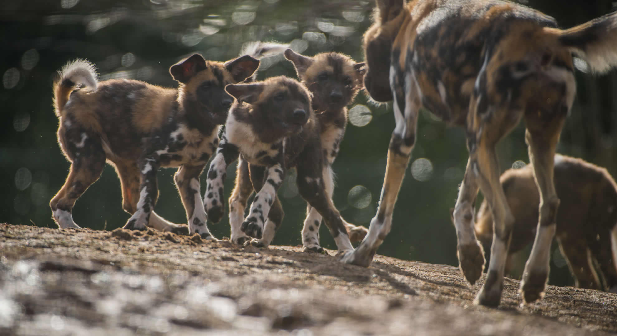 mkomazi national park