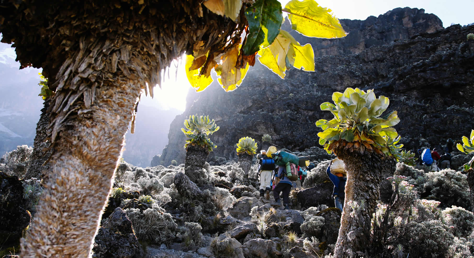 mount kilimanjaro national park