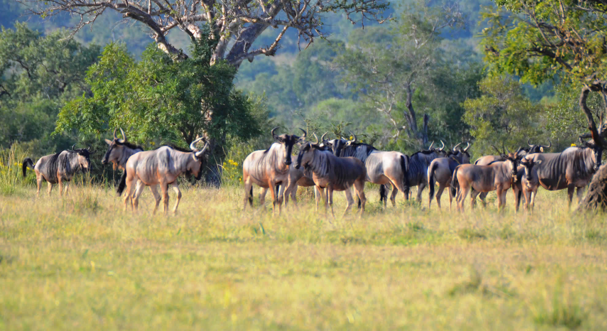 Nyerere National Park