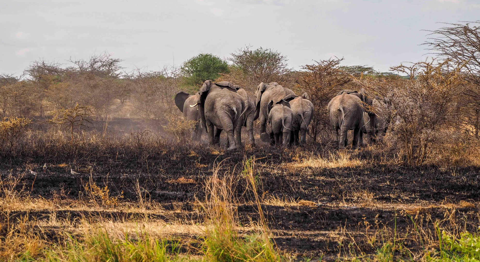 tarangire national park