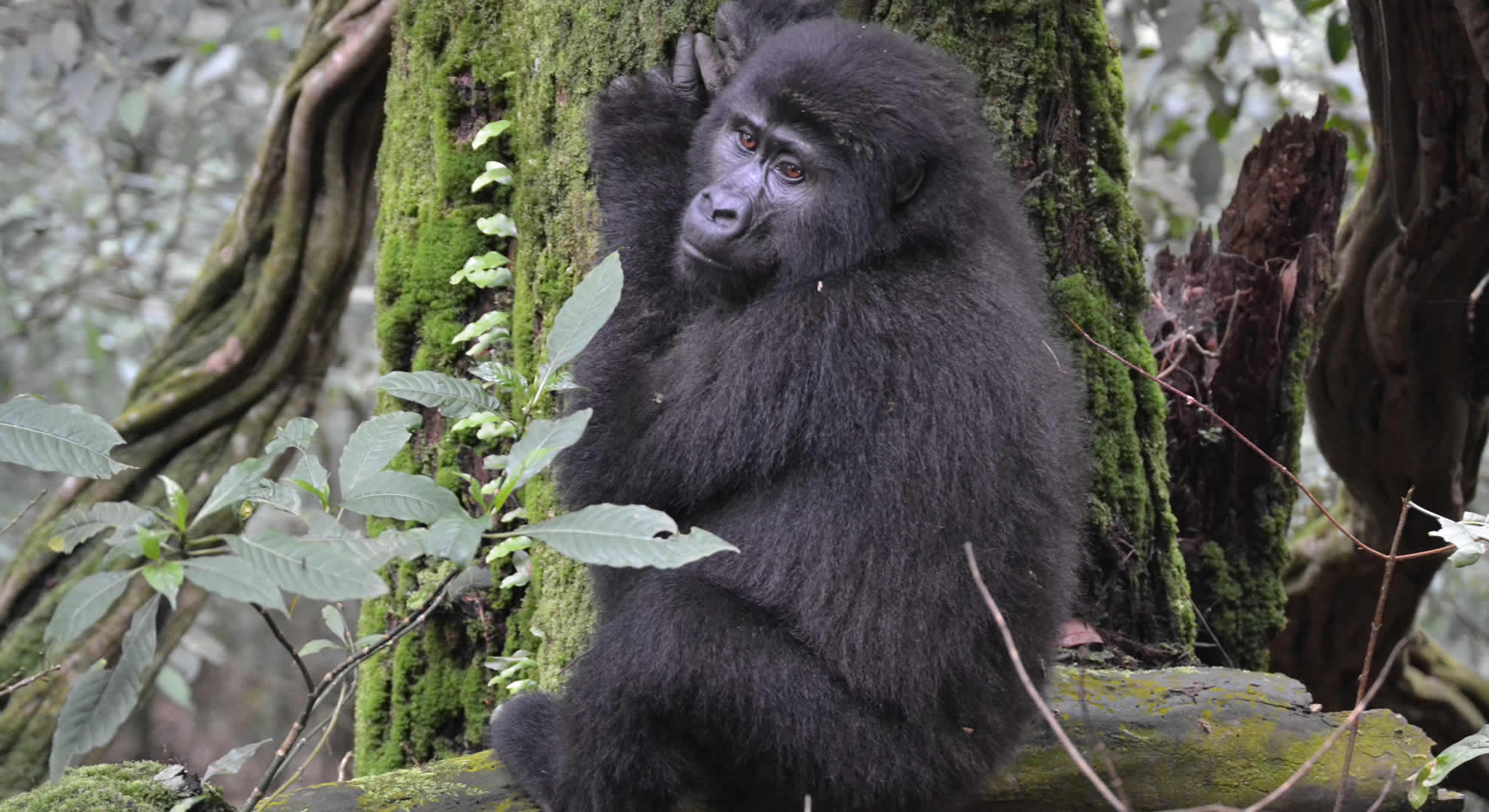 bwindi national park