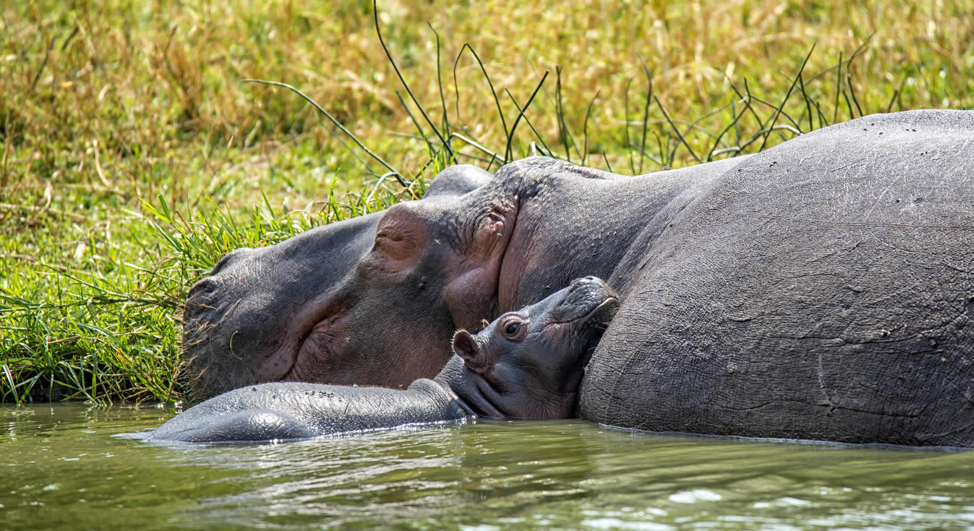 queen elizabeth national park