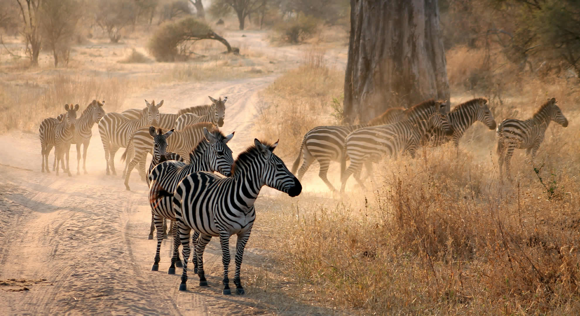 daytrip to arusha national park