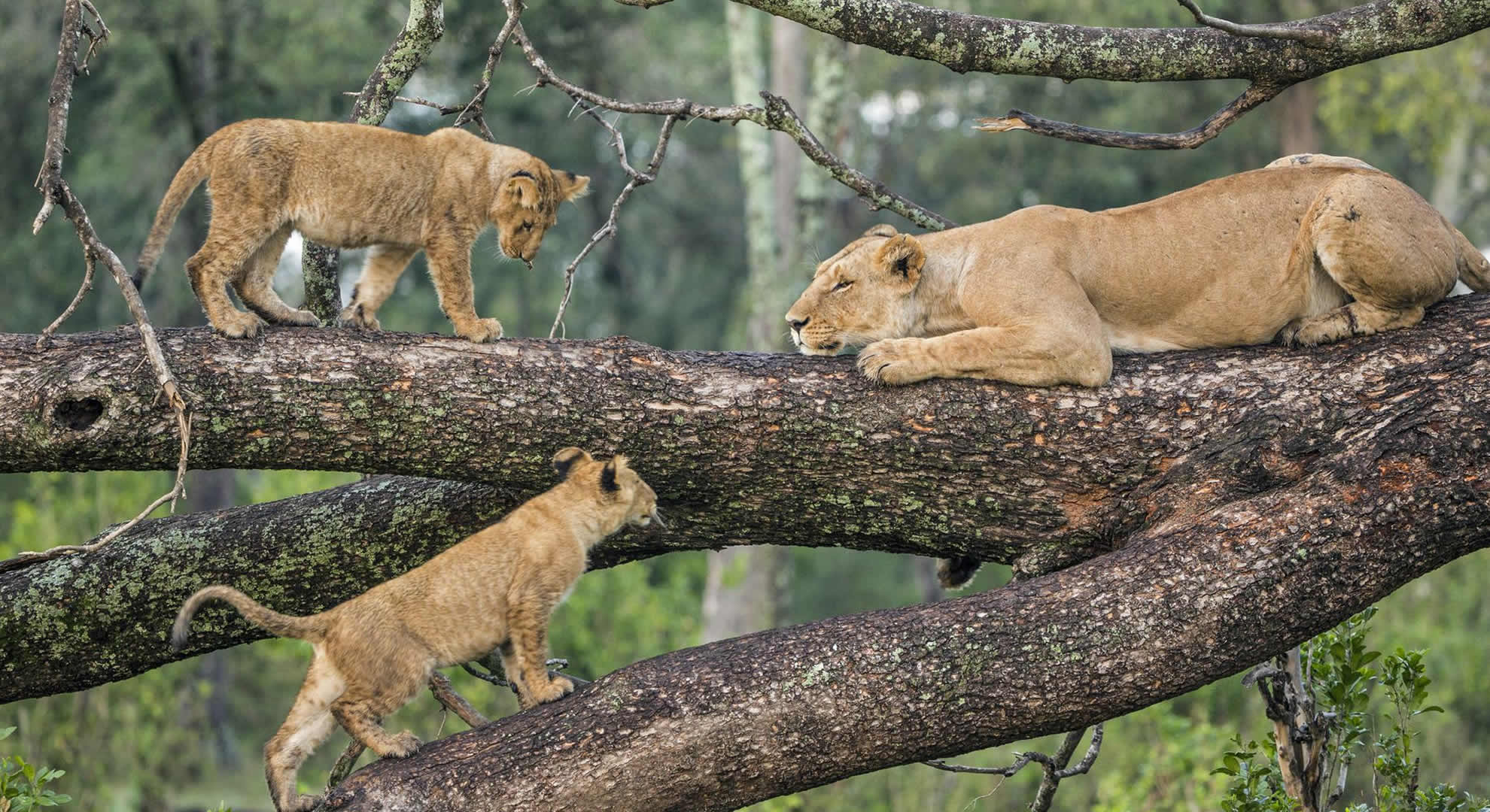 daytript to lake manyara