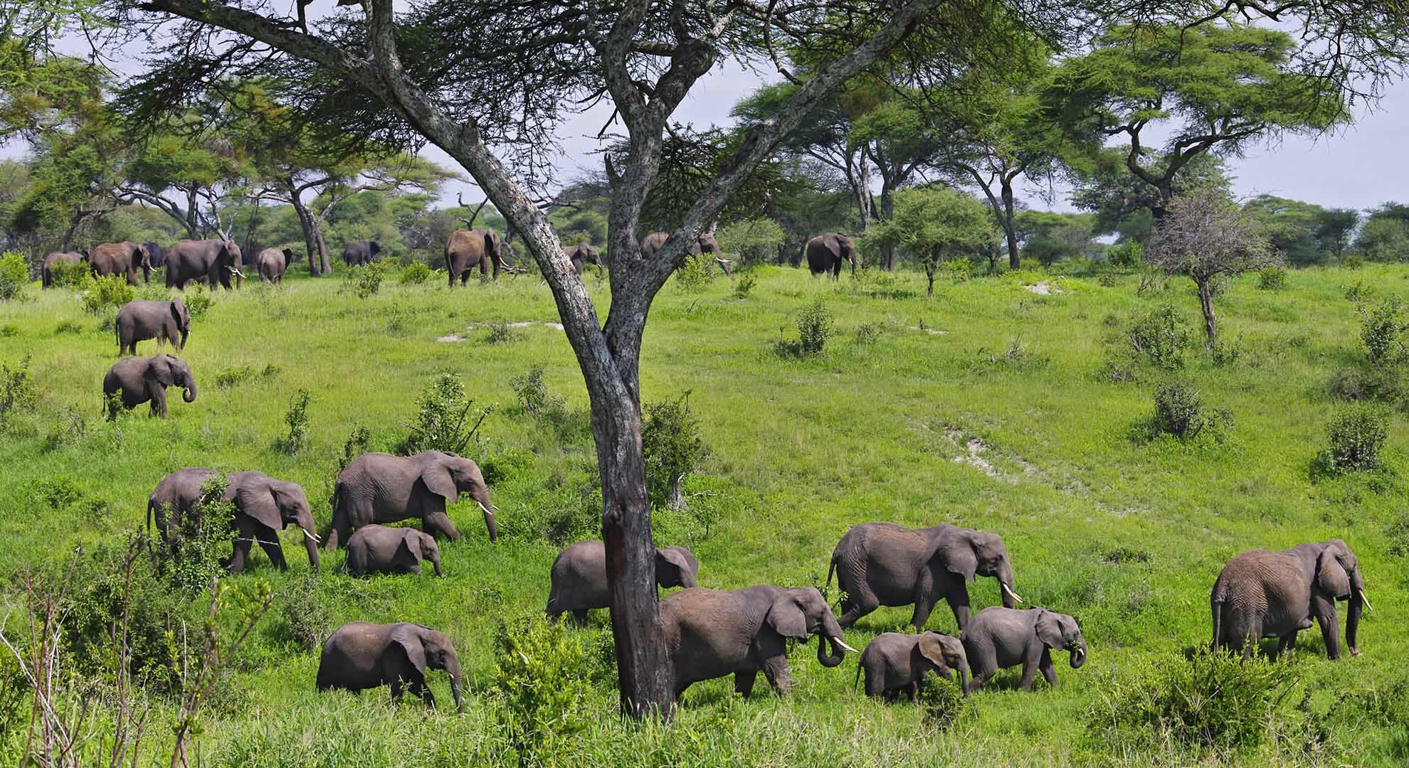 daytrip to tarangire national park