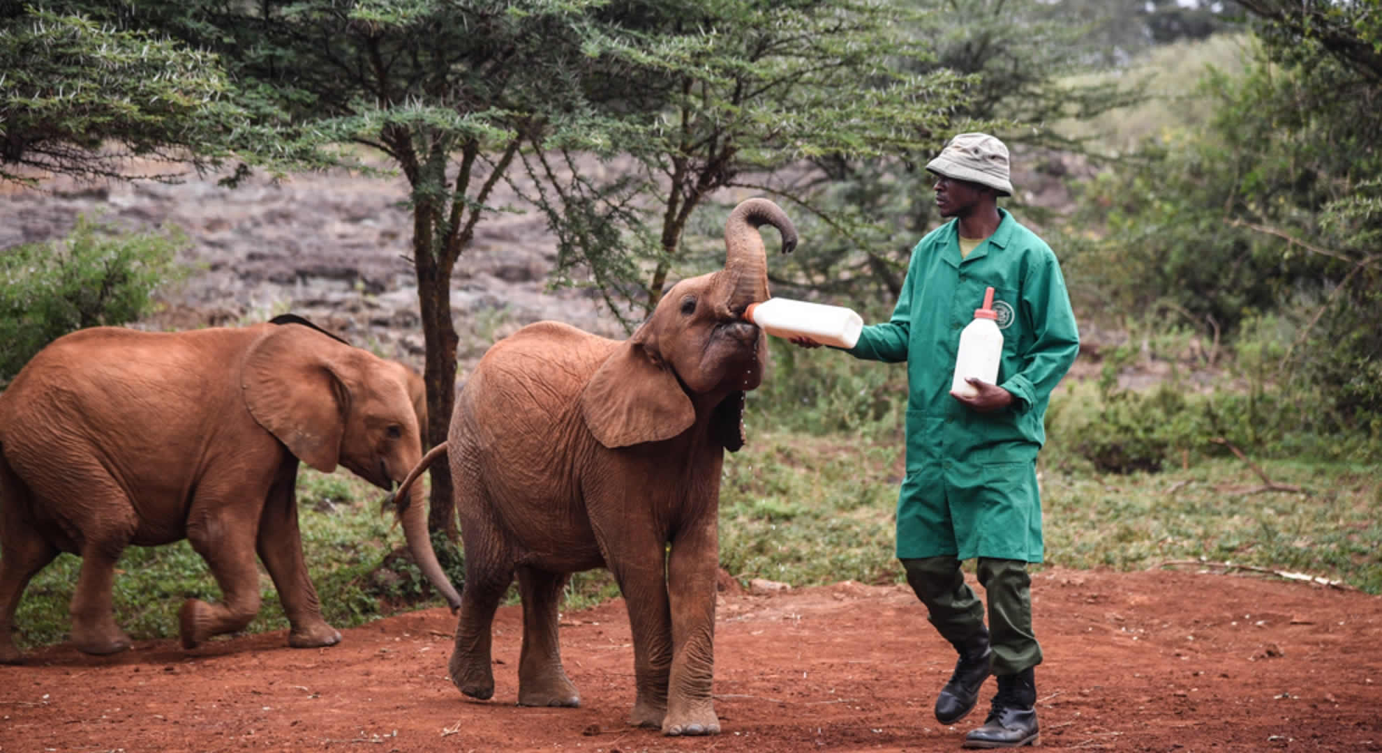 david shedrick's elephant orphanage