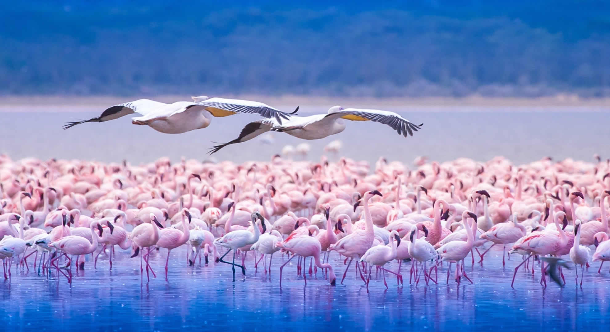 daytrip to lake nakuru national park