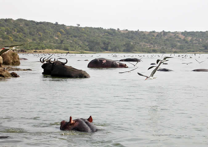 kazinga channel