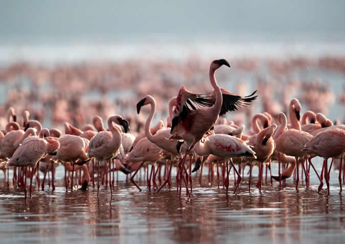 lake natron