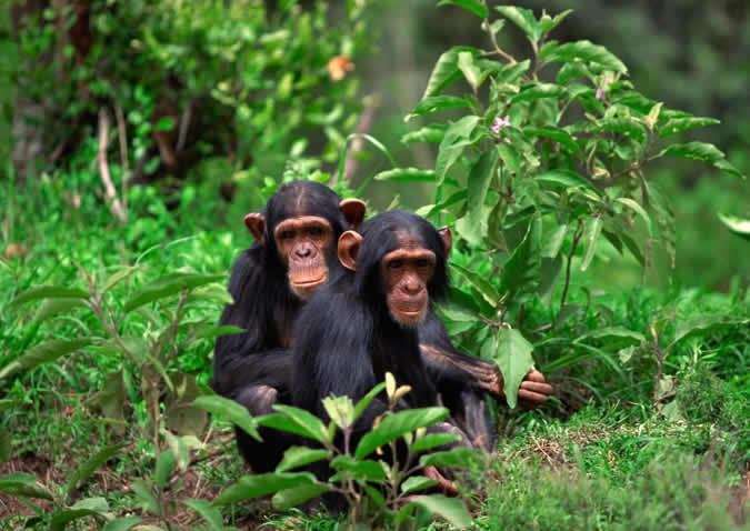 rwanda chimp trek