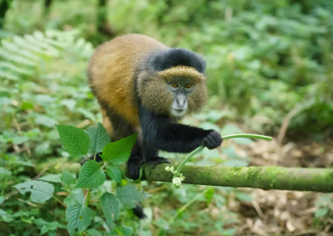 rwanda golden monkeys