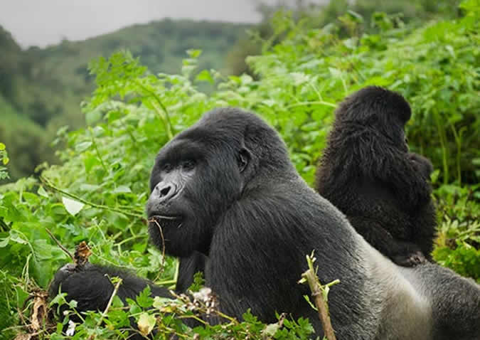 rwanda gorilla trek