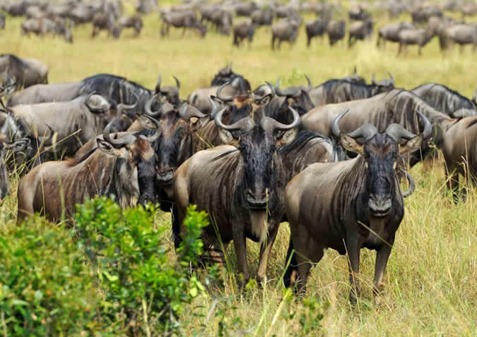 serengeti national park wildebeest