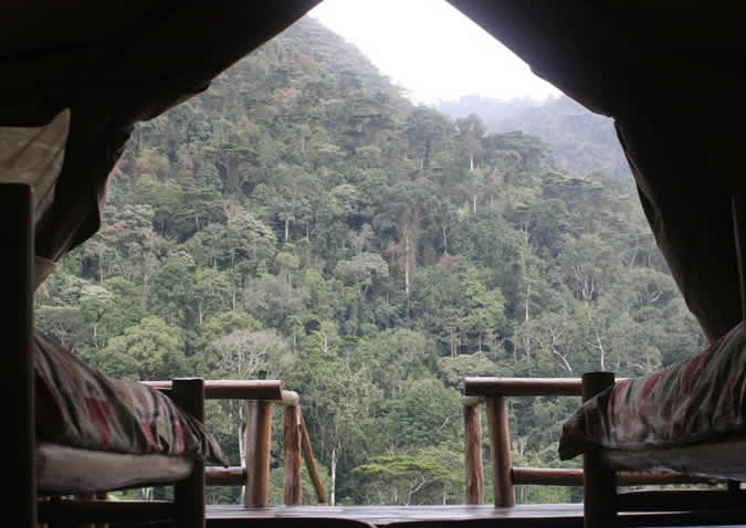 the gorilla resort