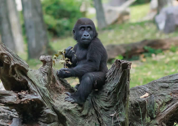 baby gorilla